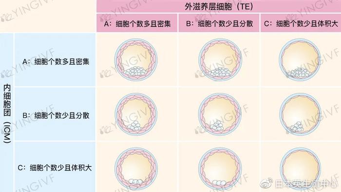 关于囊胚级别，看这一篇就够！| 英科技