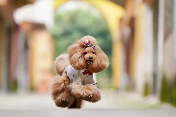 四季贵宾犬的这些优点够你选择它吗（四季贵宾怎么申请退款）