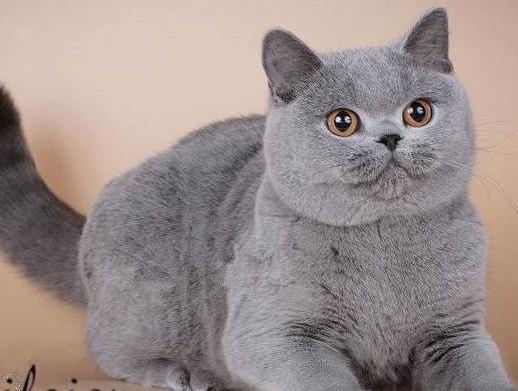 养猫，就选英国短毛猫，理由有6个！