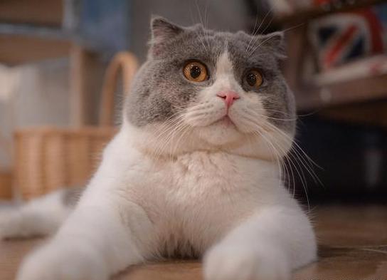 养猫，就选英国短毛猫，理由有6个！