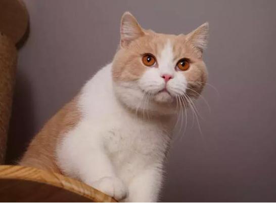 养猫，就选英国短毛猫，理由有6个！