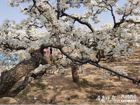 清明假期结束后，德州连续降温降雨，市民又匆匆裹回了大棉袄……