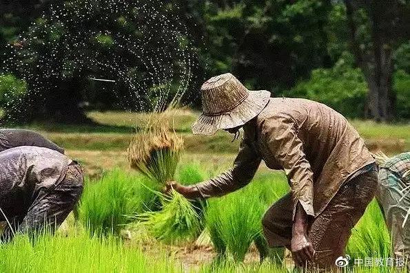 今日芒种！请告诉孩子，你的拼搏必将不负时光