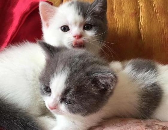 养猫，就选英国短毛猫，理由有6个！