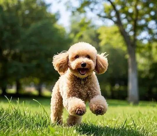 四季贵宾犬的这些优点够你选择它吗（四季贵宾怎么申请退款）