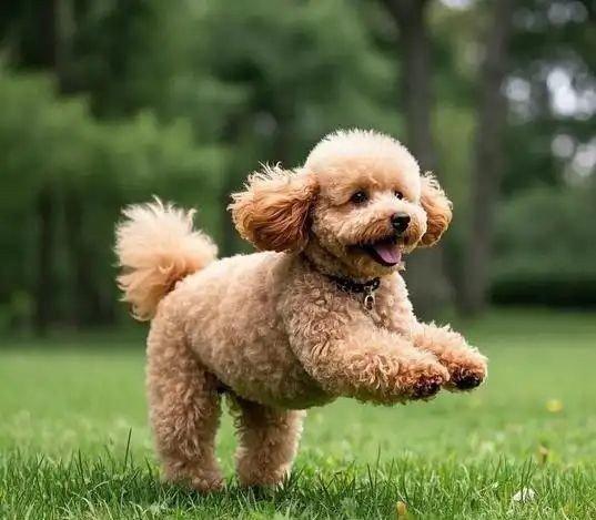 四季贵宾犬的这些优点够你选择它吗（四季贵宾怎么申请退款）