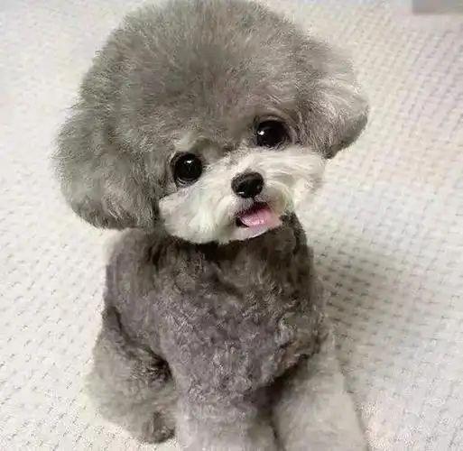 四季贵宾犬的这些优点够你选择它吗（四季贵宾怎么申请退款）