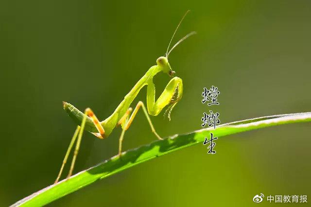 今日芒种！请告诉孩子，你的拼搏必将不负时光