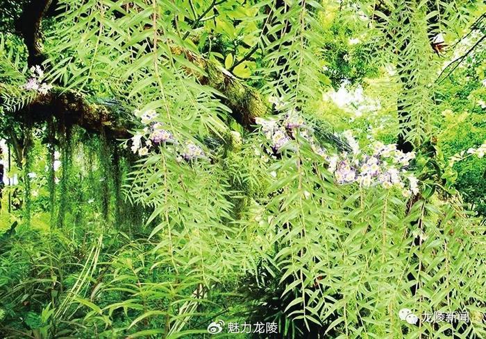 县面积排行榜_中国城市建成区面积排行榜