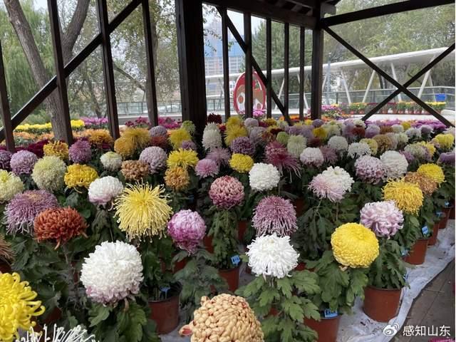 菊花的管理技术,菊花的管理技术有哪些