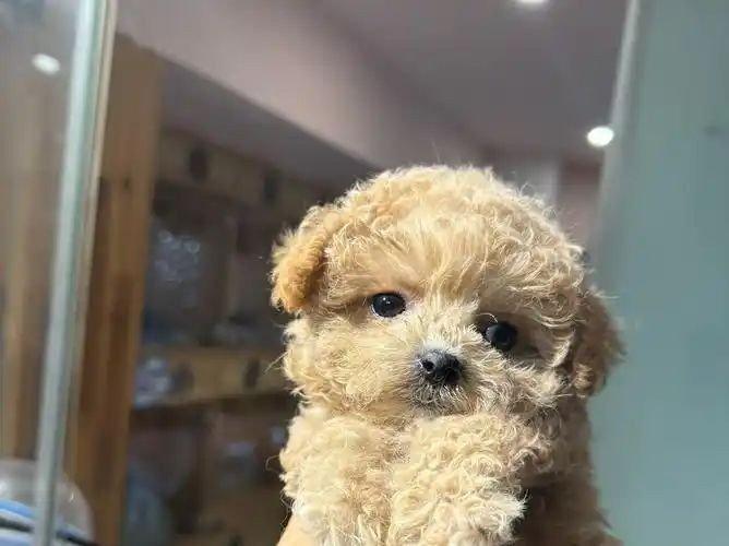 四季贵宾犬的这些优点够你选择它吗（四季贵宾怎么申请退款）