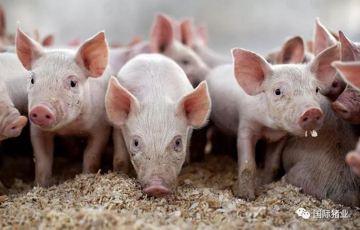 荷兰合作银行：2020年第二季度全球猪肉行业受疫情冲击严重！