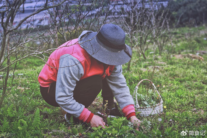 春天挖野菜，这4种时令菜记得多挖点，营养高口感好，好吃又天然