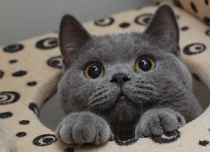 养猫，就选英国短毛猫，理由有6个！