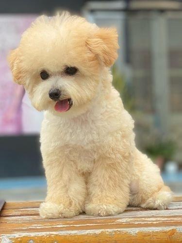 四季贵宾犬的这些优点够你选择它吗（四季贵宾怎么申请退款）