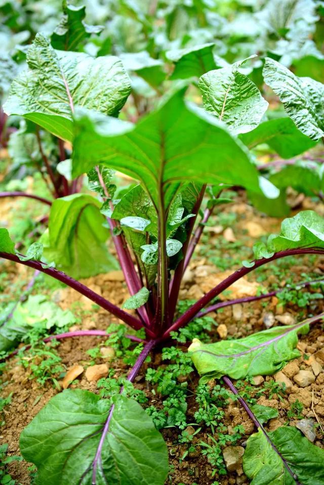 中国顶级名菜大全（上部）