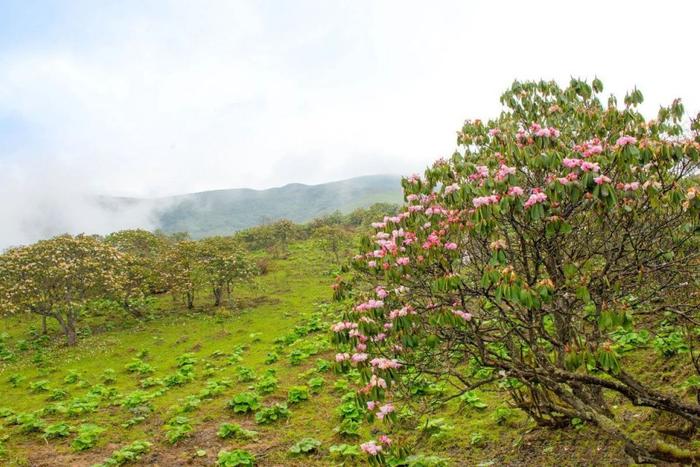 四川又一秘境小城，全国野生熊猫最多的地方，藏着多个低调仙境