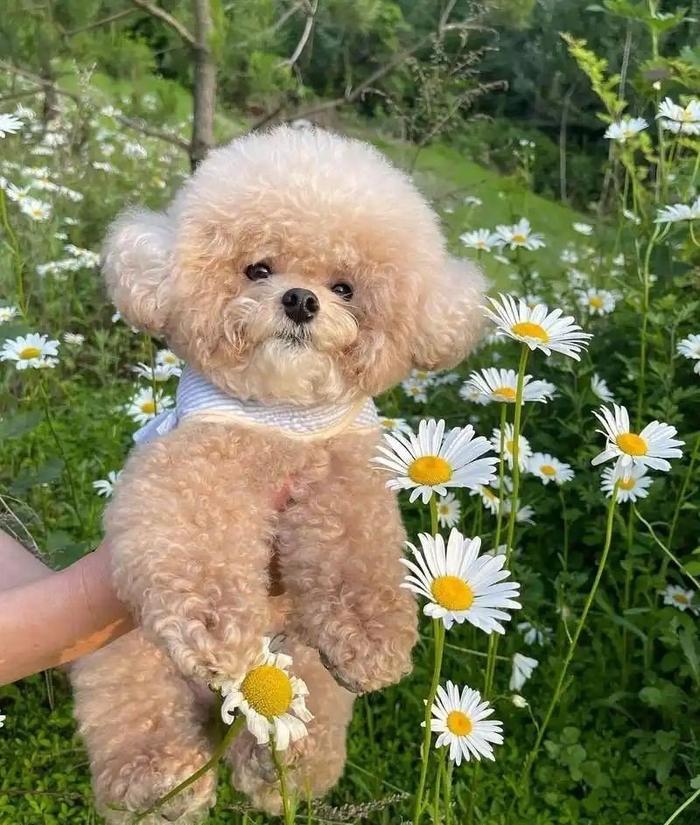 四季贵宾犬雪球的成长趣事儿（四季贵宾怎么办理）
