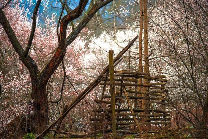 四川又一秘境小城，全国野生熊猫最多的地方，藏着多个低调仙境