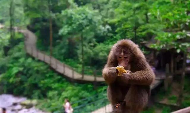 「峨眉山·杜鹃花」来啦！这些绝不能错过的杜鹃花开