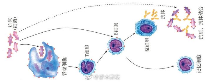 硬核科普：与新冠肺炎相关的高考考点·生物篇