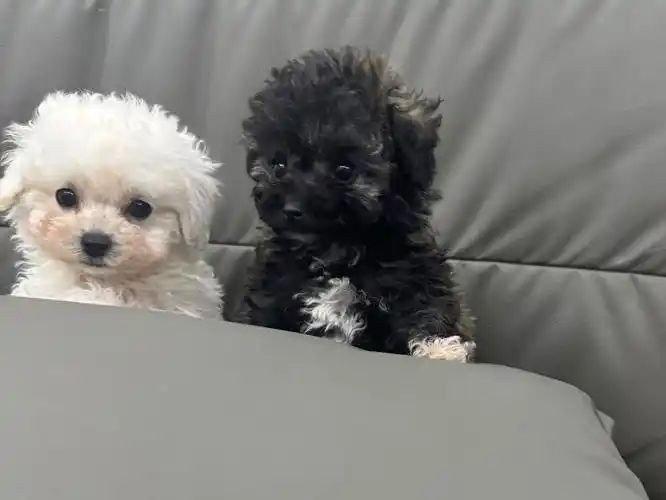 四季贵宾犬的健康呵护从小抓起（四季贵宾半年不用自动退费）