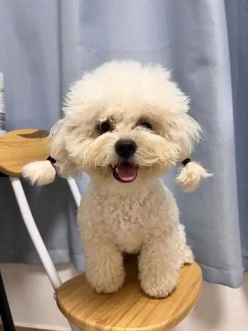 四季贵宾犬的健康呵护从小抓起（四季贵宾半年不用自动退费）