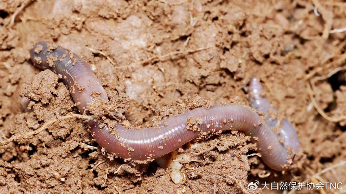 蚯蚓养殖卖给谁 电捕蚯蚓为何被严厉打击
