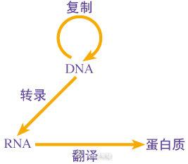 硬核科普：与新冠肺炎相关的高考考点·生物篇