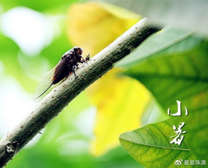 为什么湿化器开不开了小暑热浪迫人来,夏日消暑湿化开_新闻资讯_第1张_活检穿刺产品网 为什么湿化器开不开了小暑热浪迫人来,夏日消暑湿化开_https://www.jmylbn.com_新闻资讯_第1张