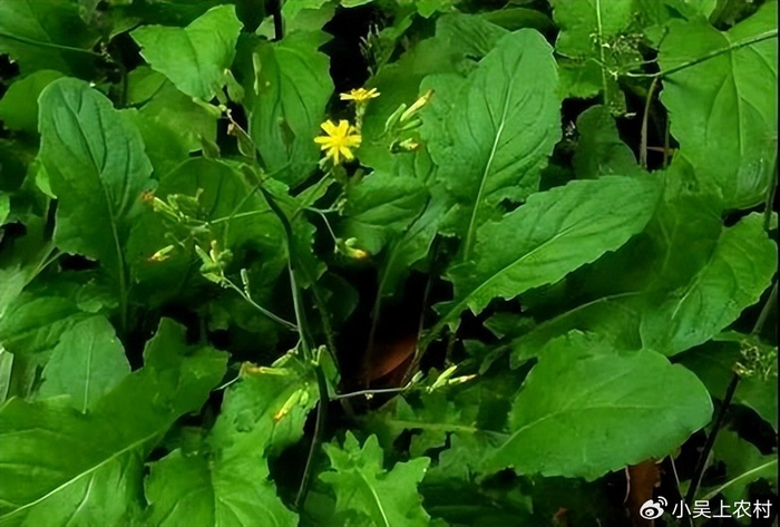 隔夜水为什么不能喝？