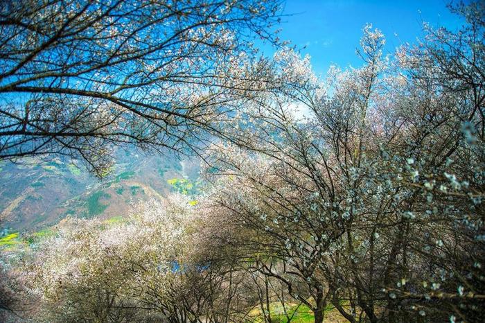 四川又一秘境小城，全国野生熊猫最多的地方，藏着多个低调仙境