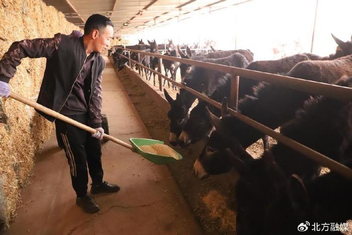 致富经养驴_致富经养驴_致富经养驴