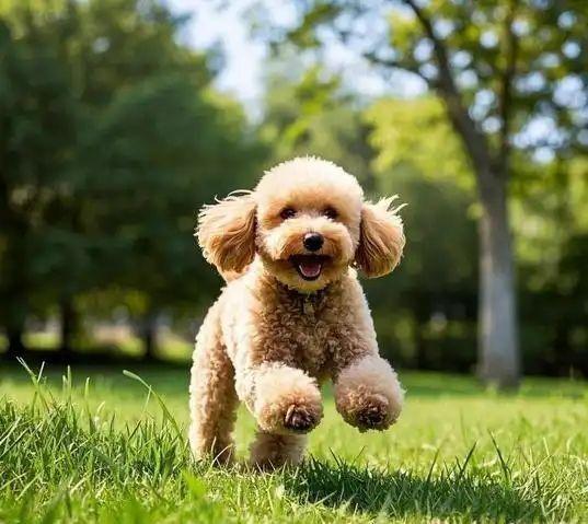 四季贵宾犬的这些特征你知道吗（四季贵宾怎么办理）