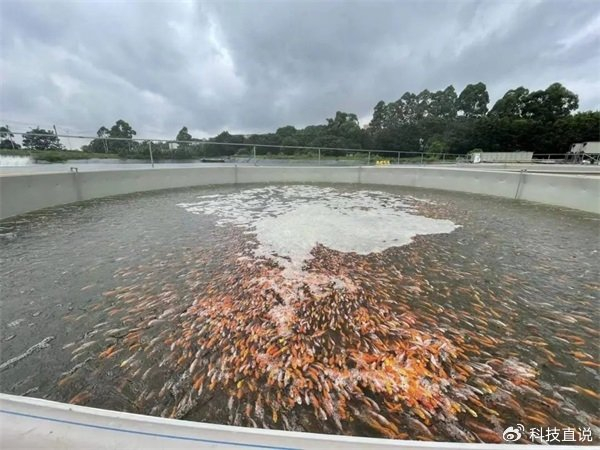 怎么养鱼水质最好 w700d1q75cms.jpg