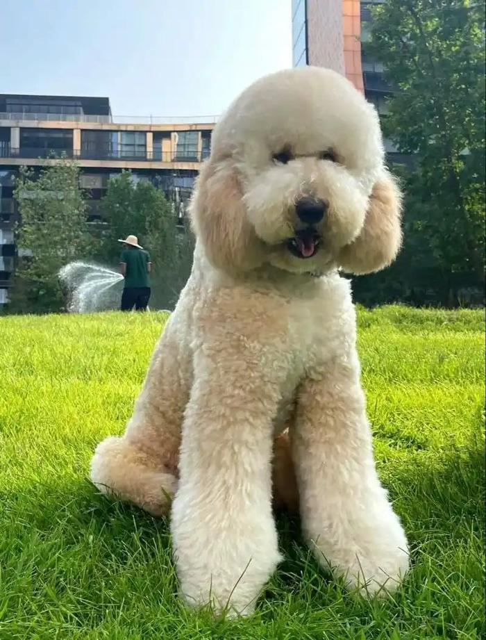 四季贵宾犬的这些特征你知道吗（四季贵宾怎么办理）