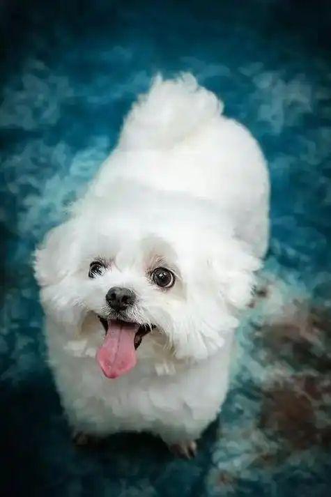 四季贵宾犬的这些特征你知道吗（四季贵宾怎么办理）