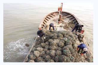 拯救牡蛎礁 | 中国天然牡蛎礁分布及现状