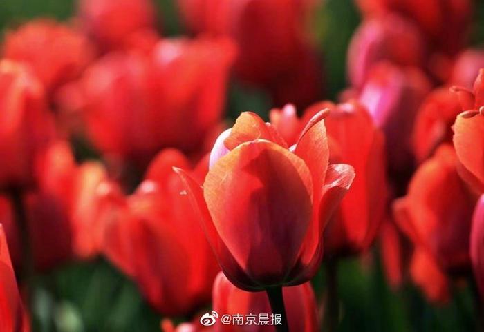 与你相“郁”好幸运！南京绿博园12万株郁金香花开成海