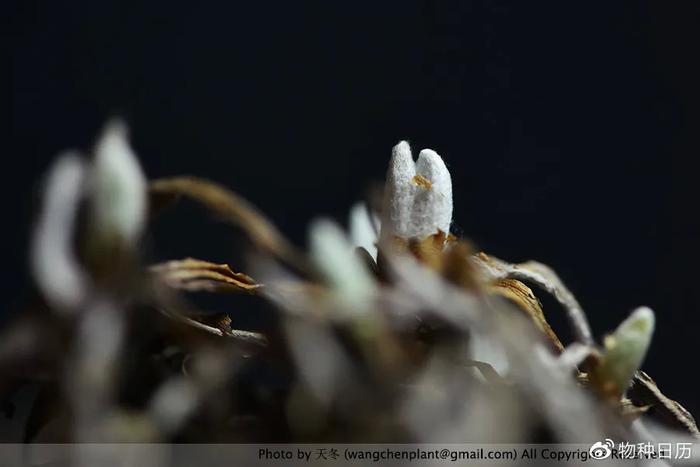 儿歌里唱的雪绒花，你也可以种出来