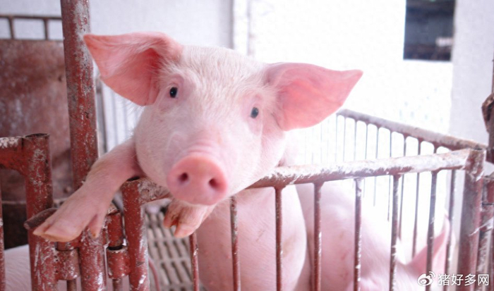 啥是二次育肥猪 w700d1q75cms.jpg