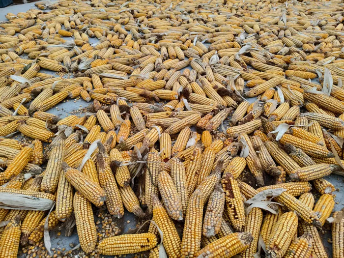 收粮价格多少一斤 w700d1q75cms.jpg