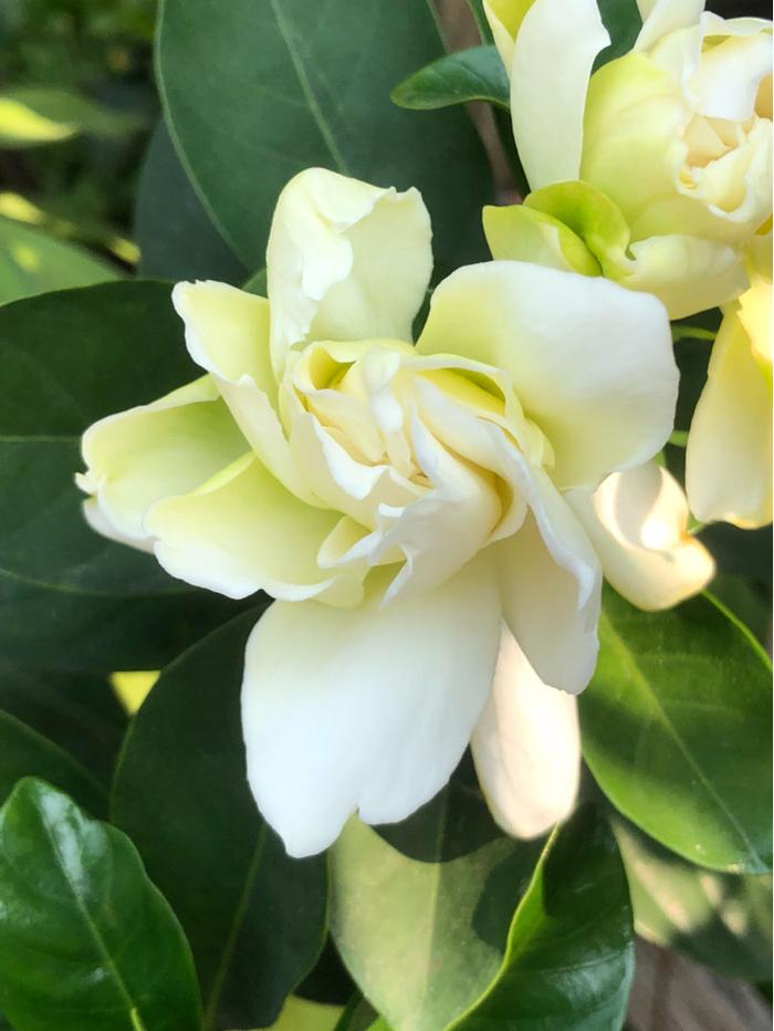 栀子花的深层意义