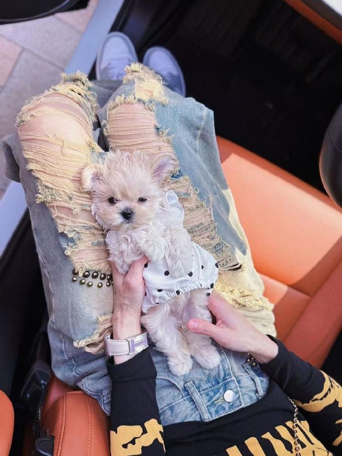 四季贵宾犬养护全攻略：顺应时节，呵护爱宠（四季贵宾怎么样才能取消）