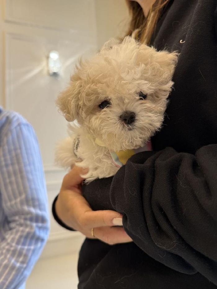 四季贵宾犬养护全攻略：顺应时节，呵护爱宠（四季贵宾怎么样才能取消）