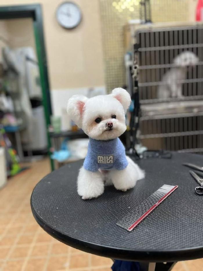 四季贵宾犬养护全攻略：顺应时节，呵护爱宠（四季贵宾怎么样才能取消）