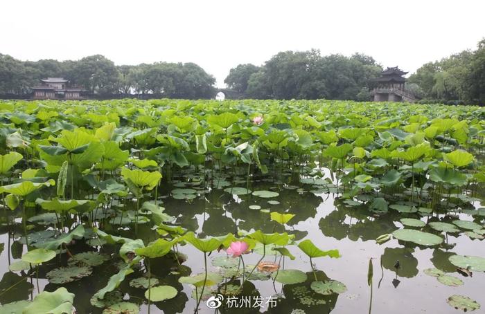 杭州第一波荷花美图大放送！哪里最好拍？最新赏荷地图收好