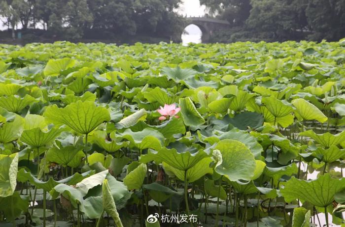 杭州第一波荷花美图大放送！哪里最好拍？最新赏荷地图收好