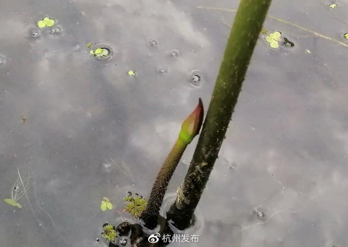 杭州第一波荷花美图大放送！哪里最好拍？最新赏荷地图收好