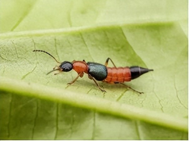 甲虫王国里有哪些我们不知道的秘密?...
